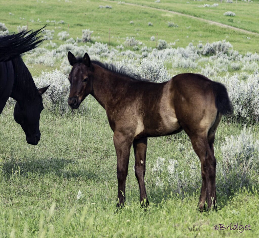 APHA solid black barrel and rope prospect