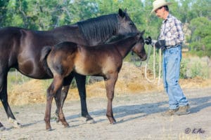 Cow-run cross barrel racing prospect