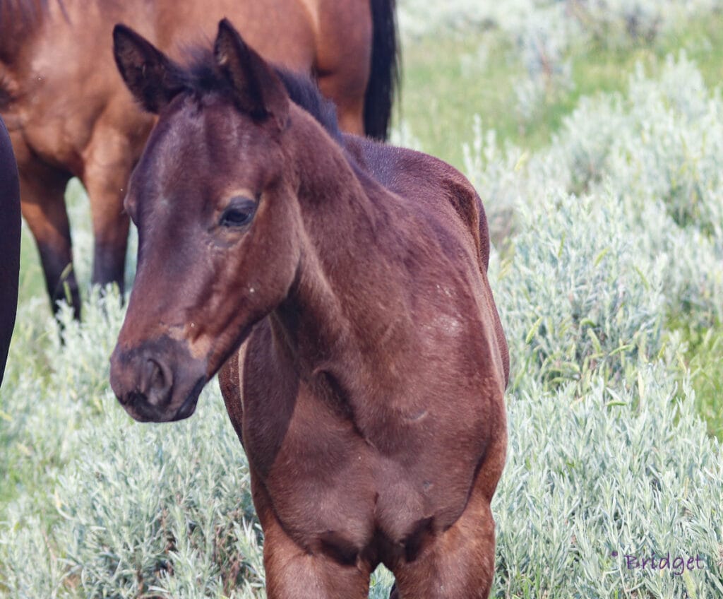 Black colt's face