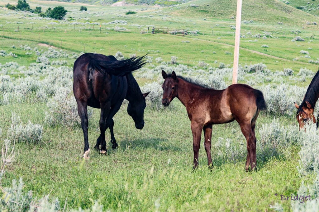 Solid black APHA performance prospect