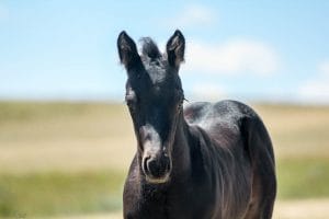 Cow-run cross barrel prospect for sale.