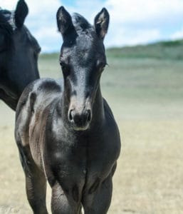 Cow-run cross barrel racing prospect for sale.