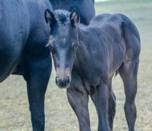 Cow-run cross barrel racing prospect for sale.