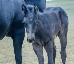 Cow-run cross barrel racing prospect for sale.
