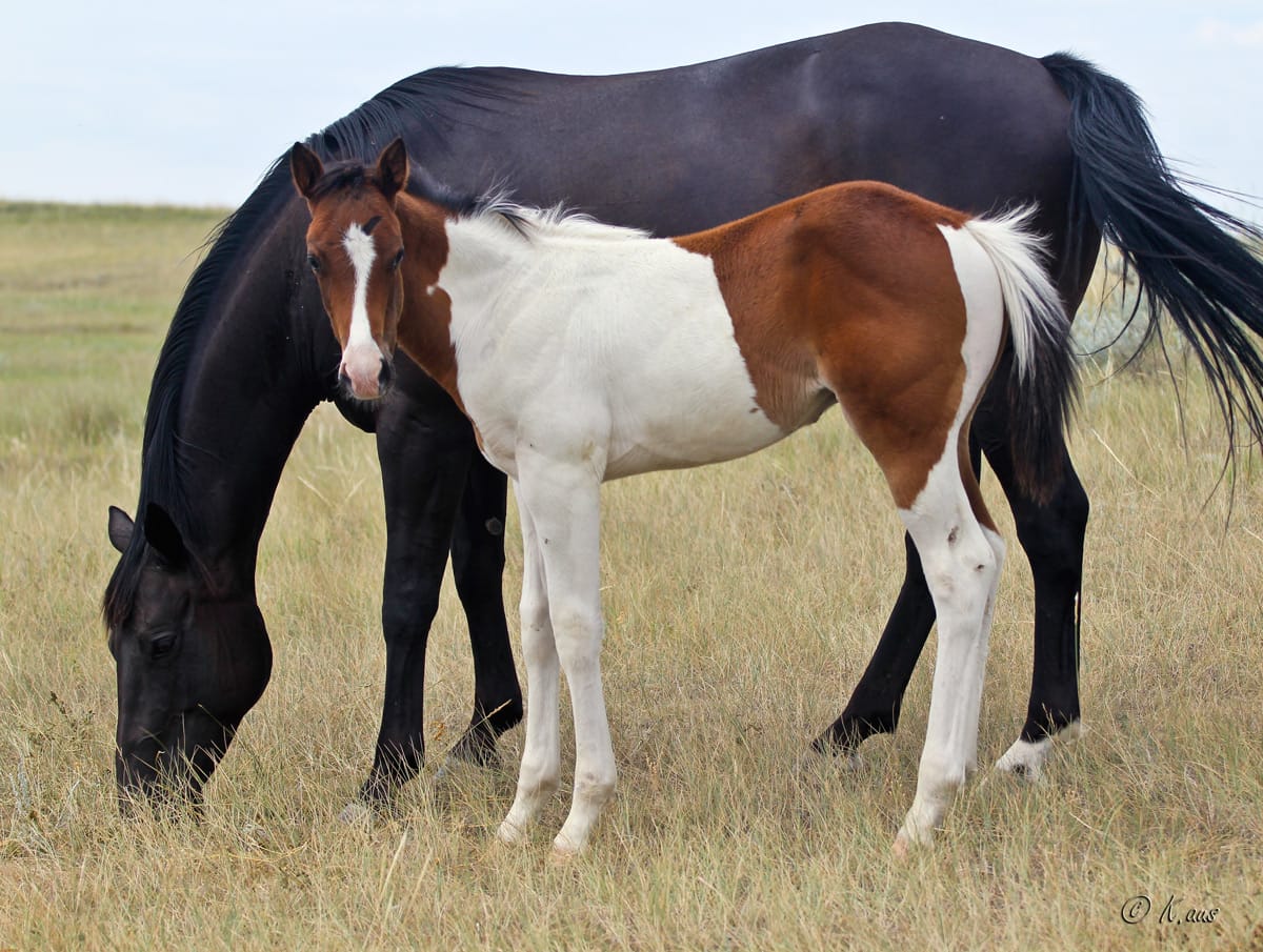 Well bred barrel racing prospect.