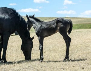 Cow-run cross barrel racing prospect for sale.