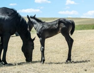 Cow-run cross barrel racing prospect for sale.