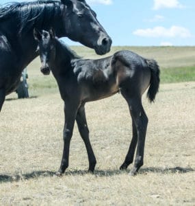 Cow-run cross barrel racing prospect for sale.