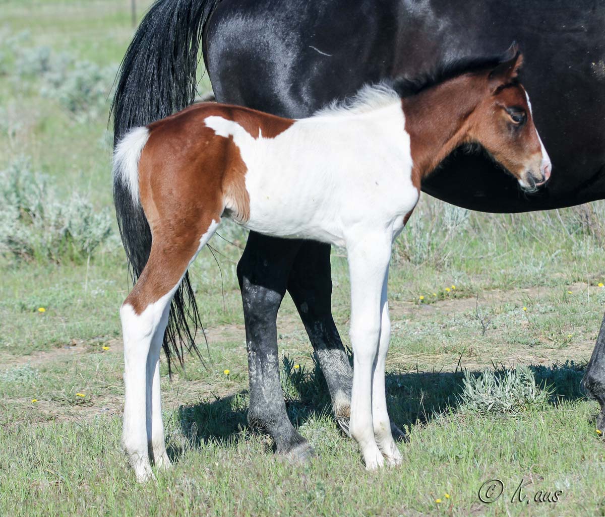 Barrel racing prospect by 1D sire My Indian Money