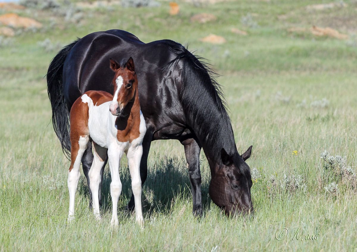 Paint colt for sale.