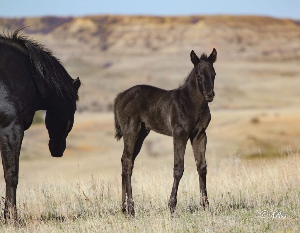 Gorgeous black filly - rope horse or barrel horse prospect