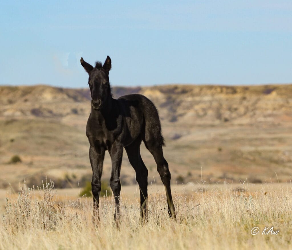 Black filly - barrel horse prospect
