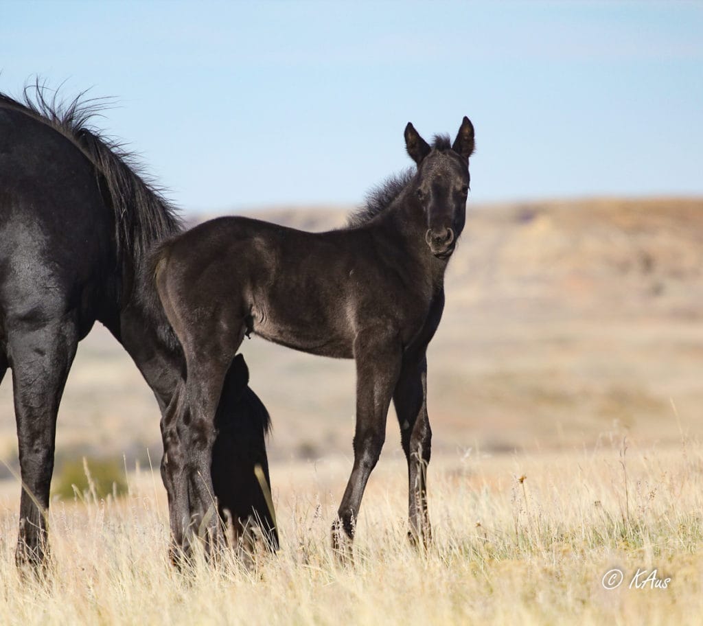 Gorgeous black filly - rope horse or barrel horse prospect