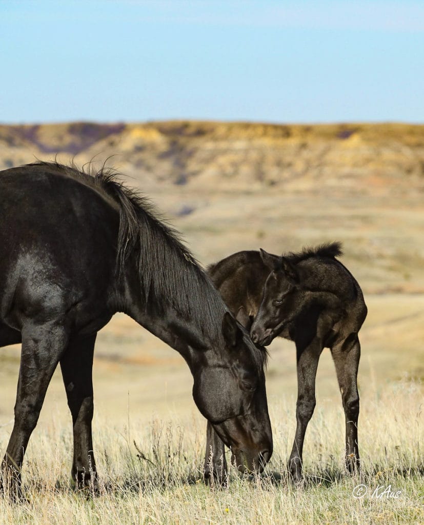 Barrel racing prospect - black filly