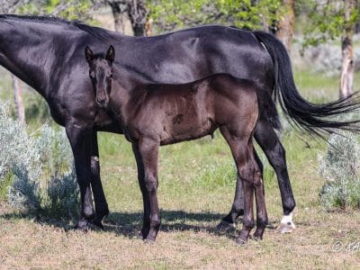 Gorgeous black filly - rope horse or barrel horse prospect