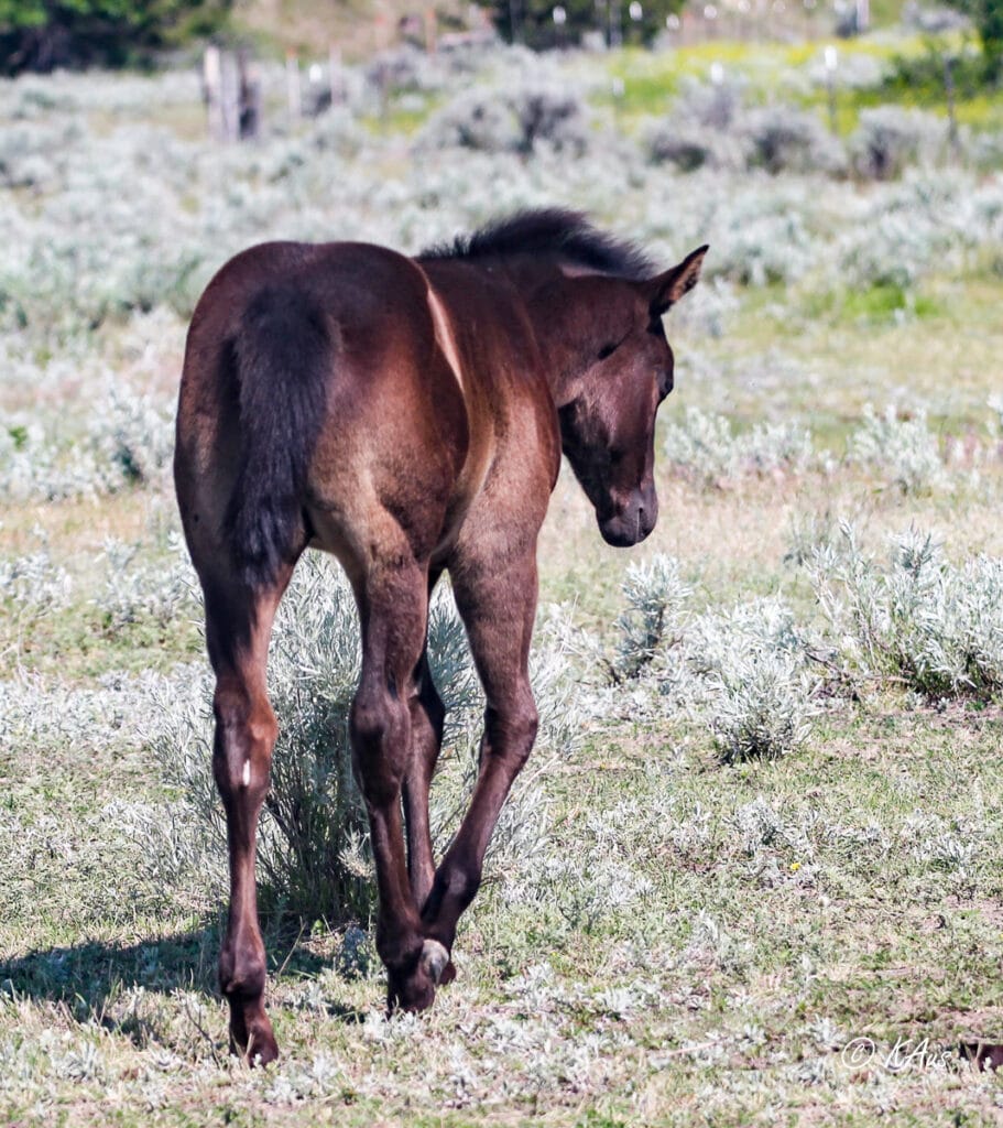 Gorgeous black filly - rope horse or barrel horse prospect