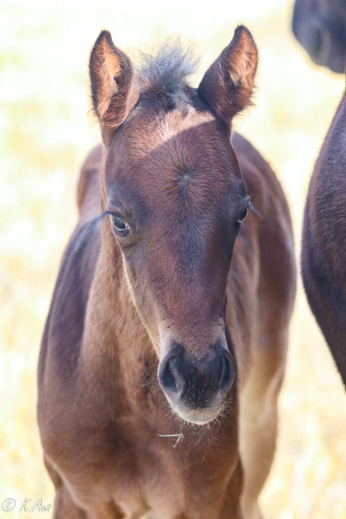 front face picture of APHA solid Paint bred barrel prospect