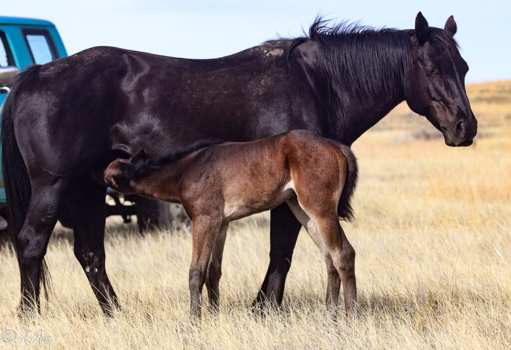 APHA solid Paint bred barrel prospect