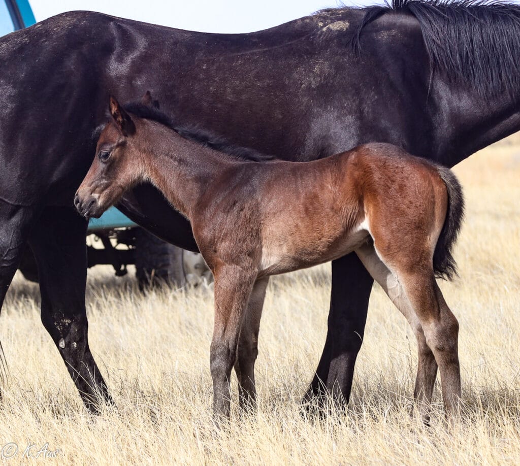 APHA solid Paint bred barrel prospect