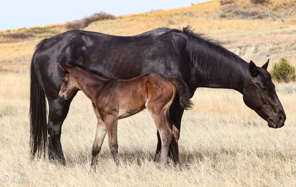 starting to walk off photo of APHA solid Paint bred barrel prospect