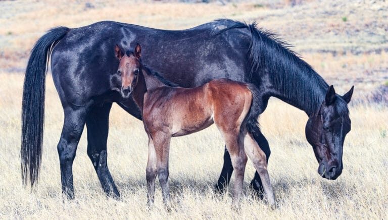 APHA barrel racing or roping prospect filly for sale
