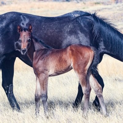 APHA barrel racing or roping prospect filly for sale