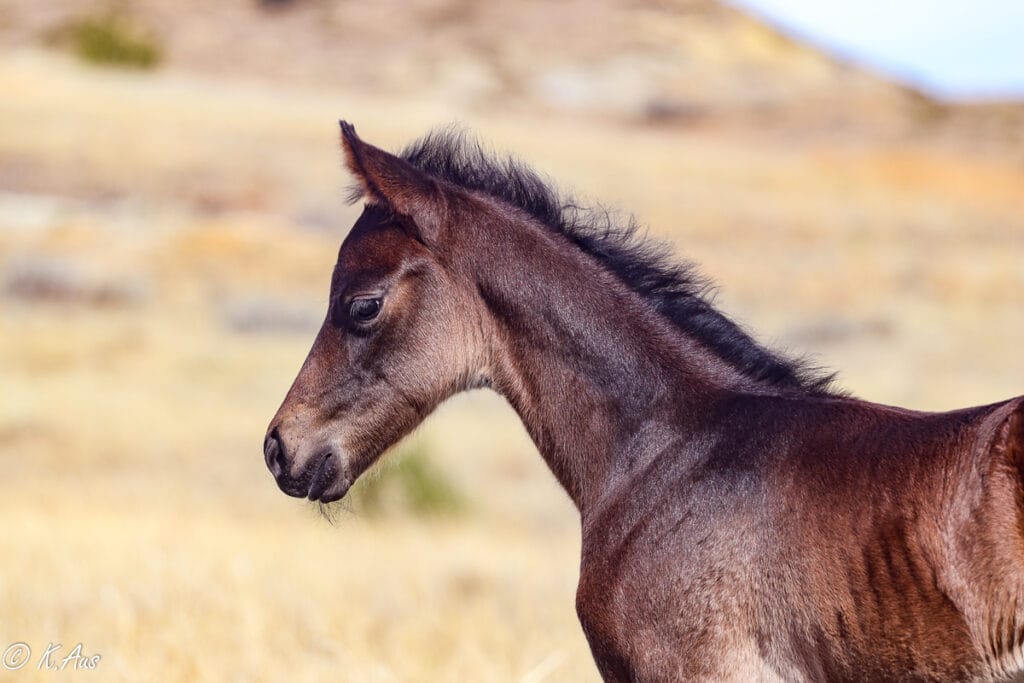 Face shot of APHA solid Paint bred barrel prospect