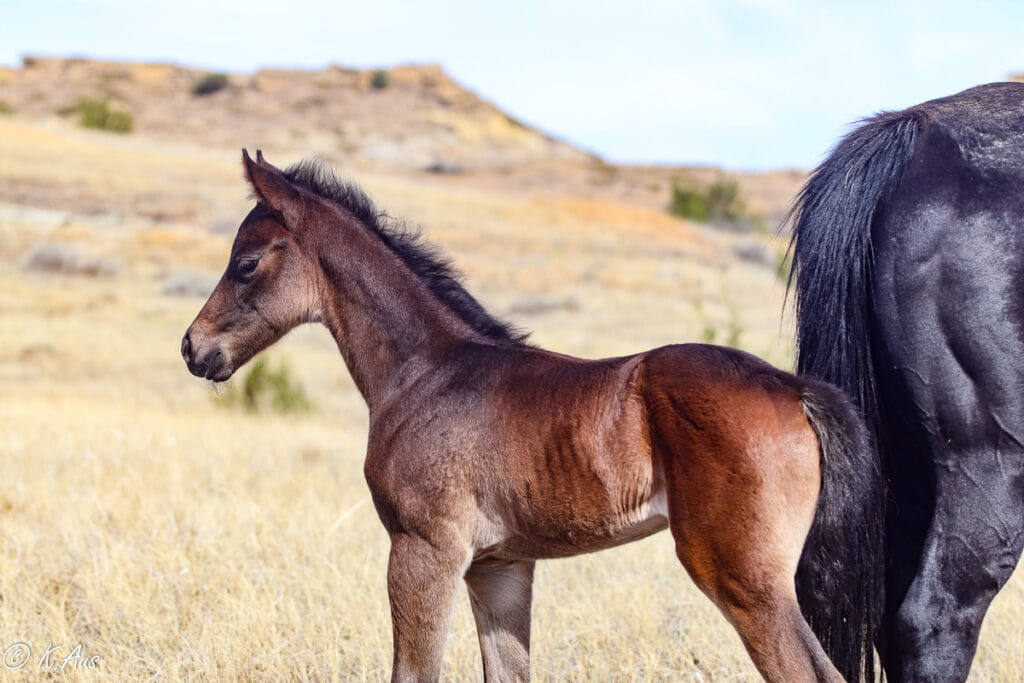 APHA solid Paint bred barrel prospet