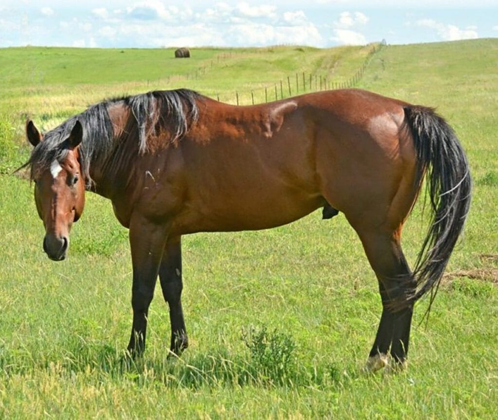 Ata Boy James, AQHA stallion on pasture.  Own son of Ivory James.