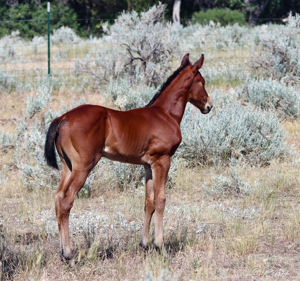 Grandson of Brookstone Bay barrel prospect