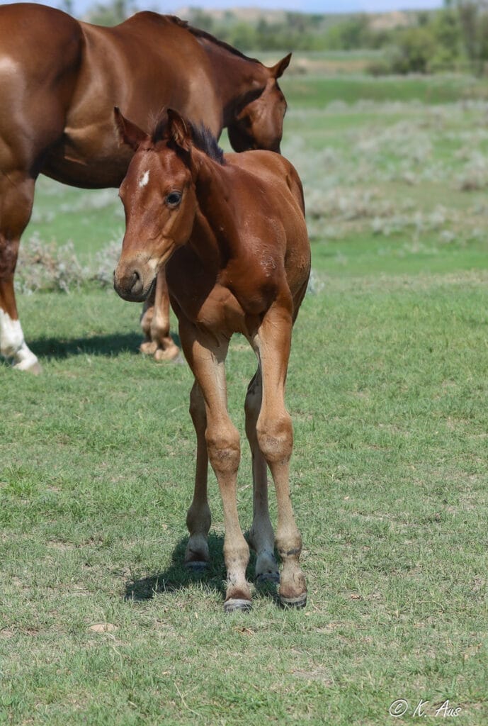 Brookstone Bay grandson. Bay colt with star walking toward the camera. Barrel horse prospect for sale by VF Chase This