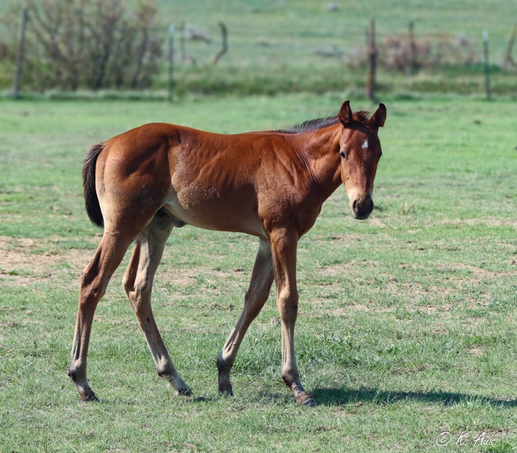 Brookstone Bay grandson. Bay AQHA colt with a star. Barrel horse prospect for sale by VF Chase This