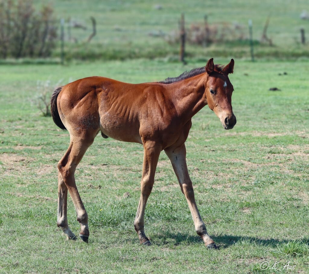 Brookstone Bay grandson. Barrel horse prospect for sale by VF Chase This