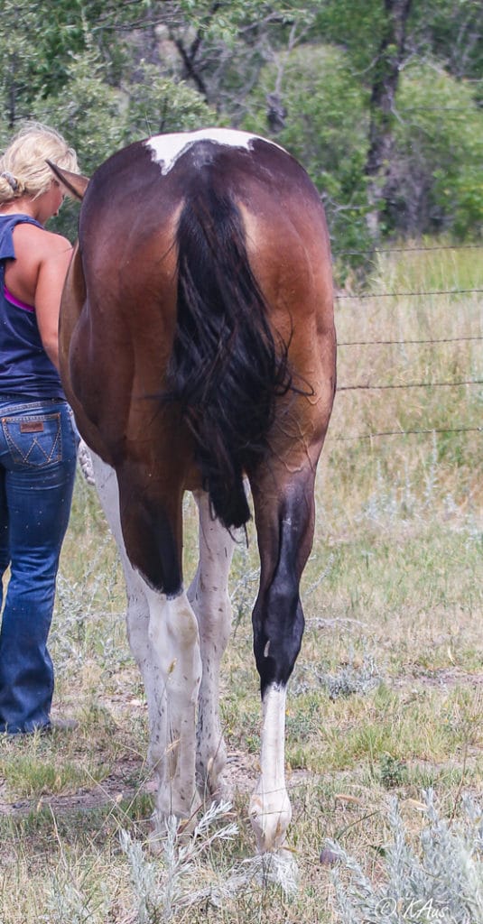 Tall Paint gelding