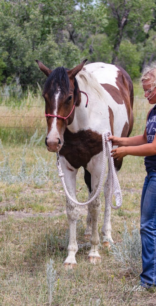 Tall Paint gelding