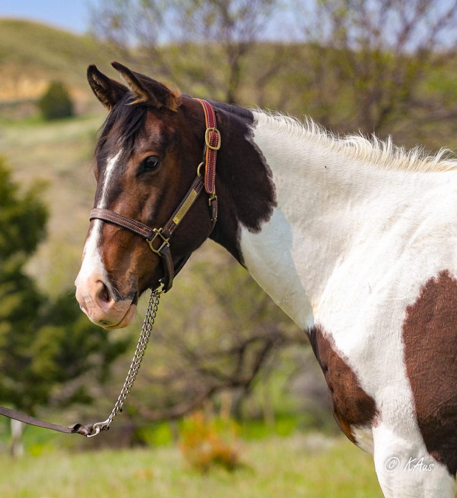 Another head shot of Big Time Slew - tall Paint gelding