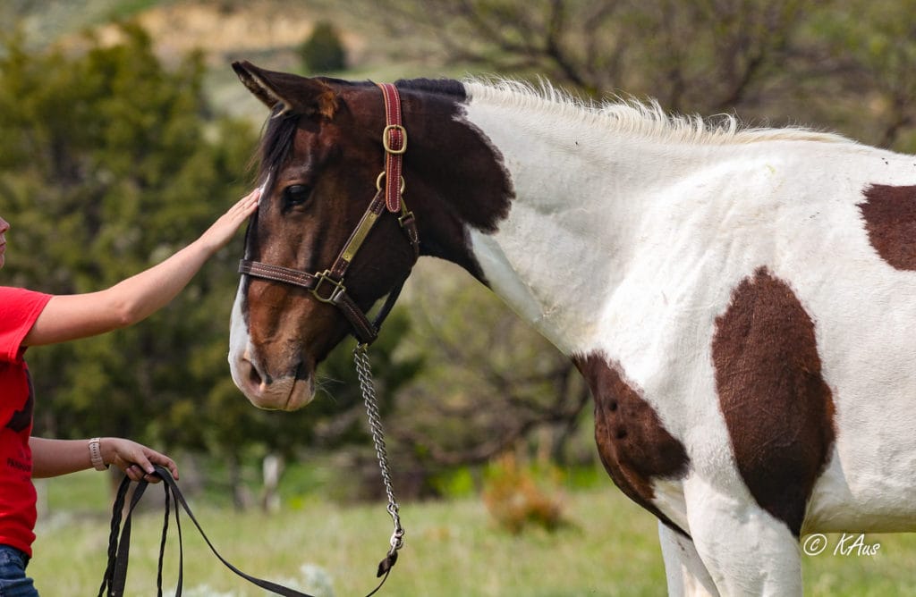 Head shot of Big Time Slew - tall Paint gelding