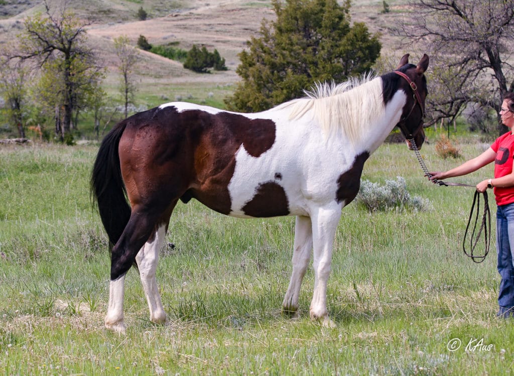 Big Time Slew - tall Paint gelding