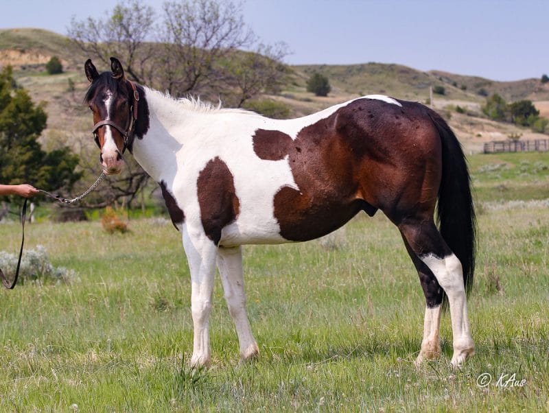 Big Time Slew - tall Paint gelding