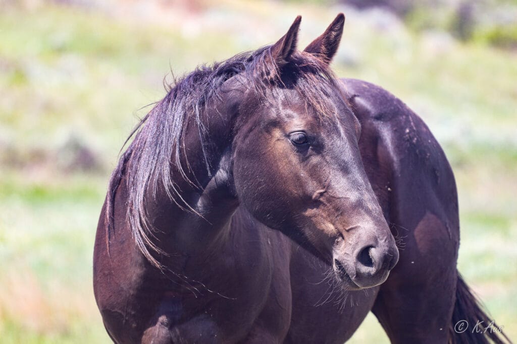 Head shot of black/brown solid Paint bred gelding