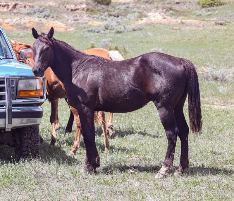 Brown solid Paint gelding for sale