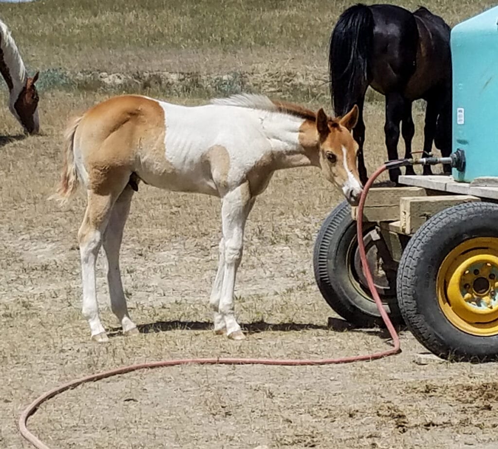 Paint barrel horse prospect for sale