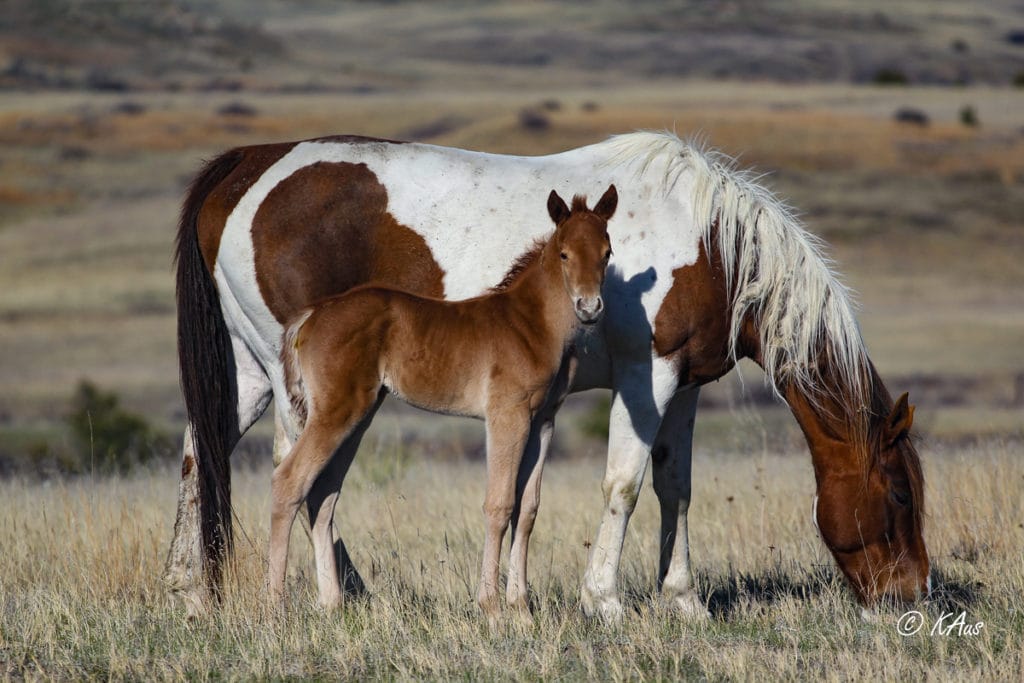 Dash For Perks and Raise Your Rocket barrel horse prospect