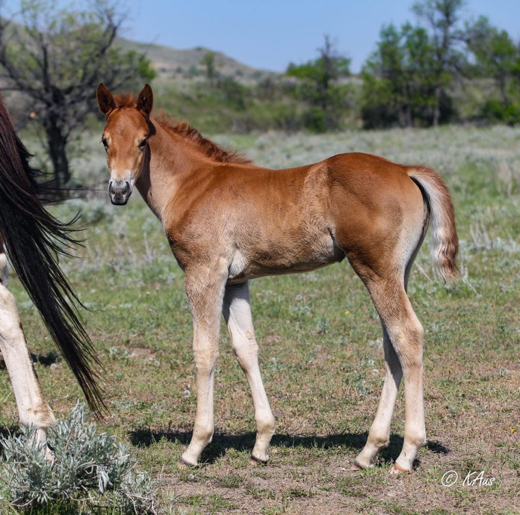 Dash For Perks and Raise Your Rocket barrel horse prospect