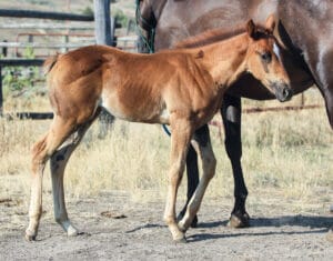Granddaughter of Dash For Perks and Rare Bar