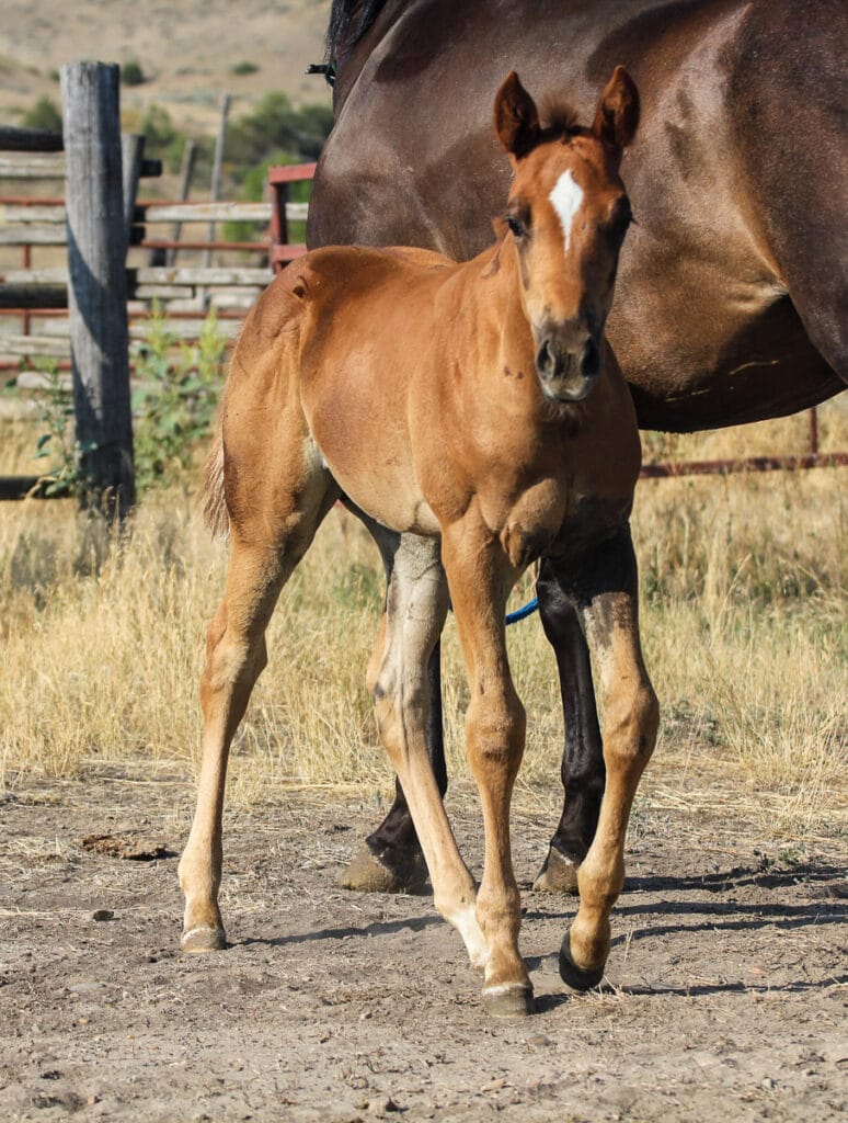 Granddaughter of Dash For Perks and Rare Bar