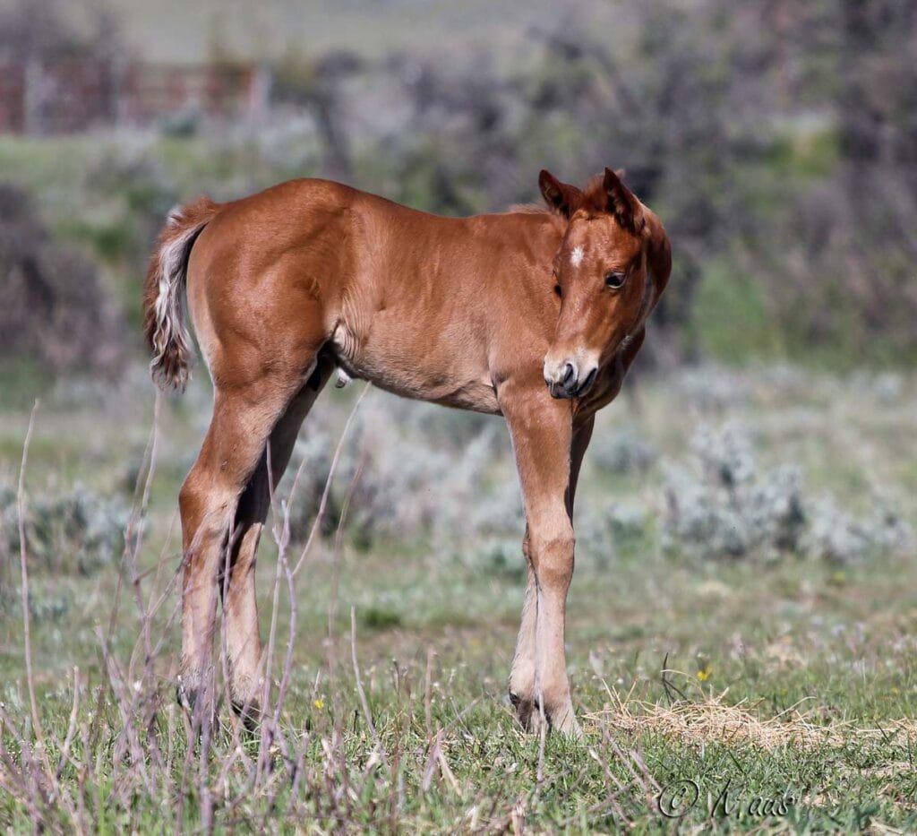 CCs Last Warrior and KAB Champagne Image - great barrel horse pedigree!