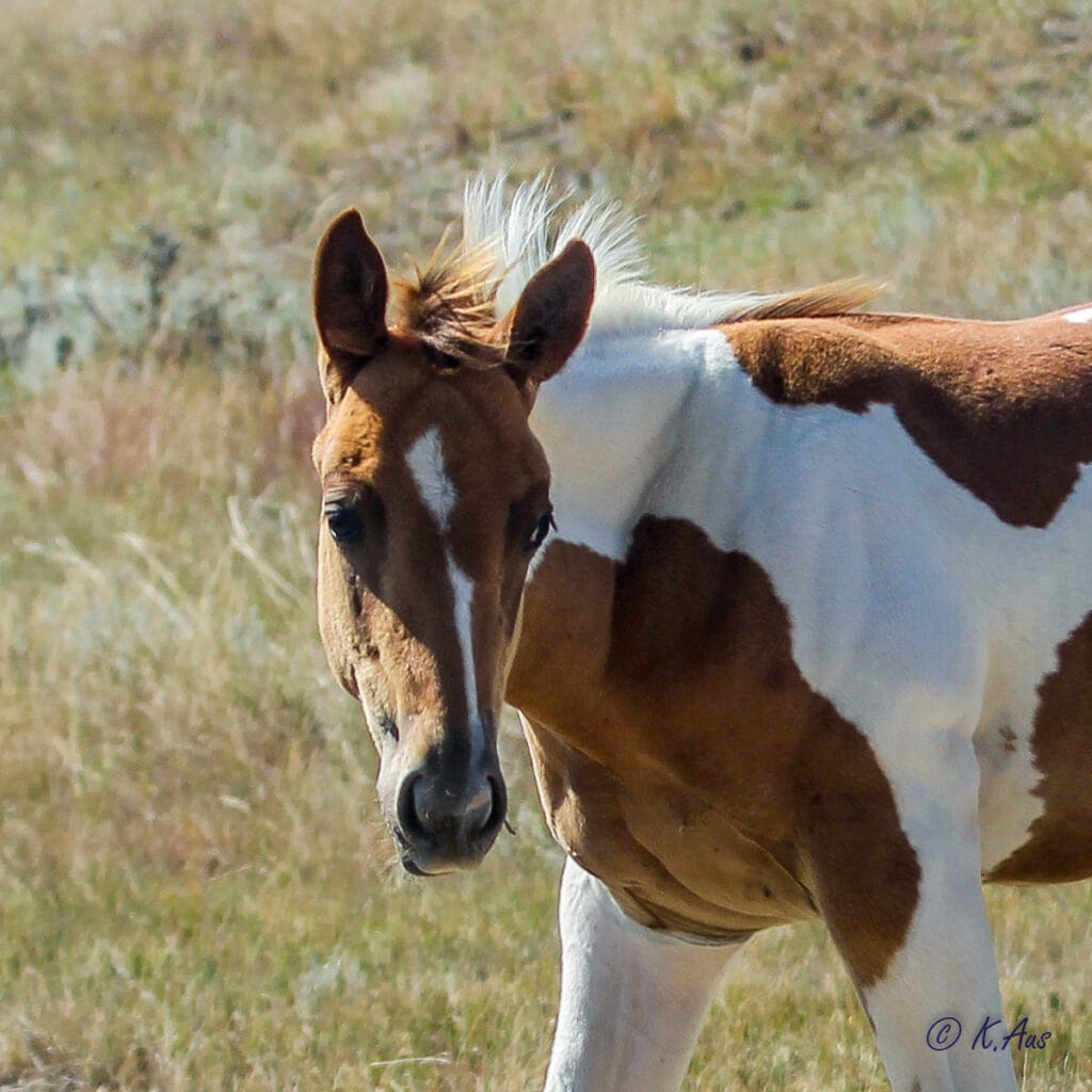 Paint barrel horse prospect for sale