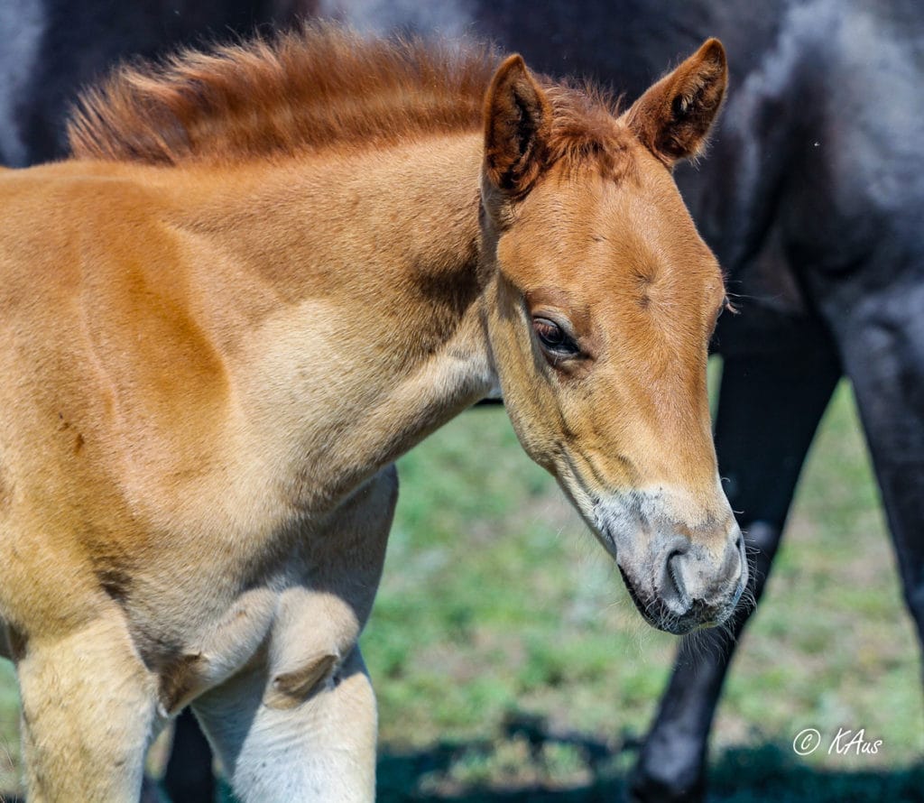 Dash For Perks and Raise Your Rocket barrel horse prospect