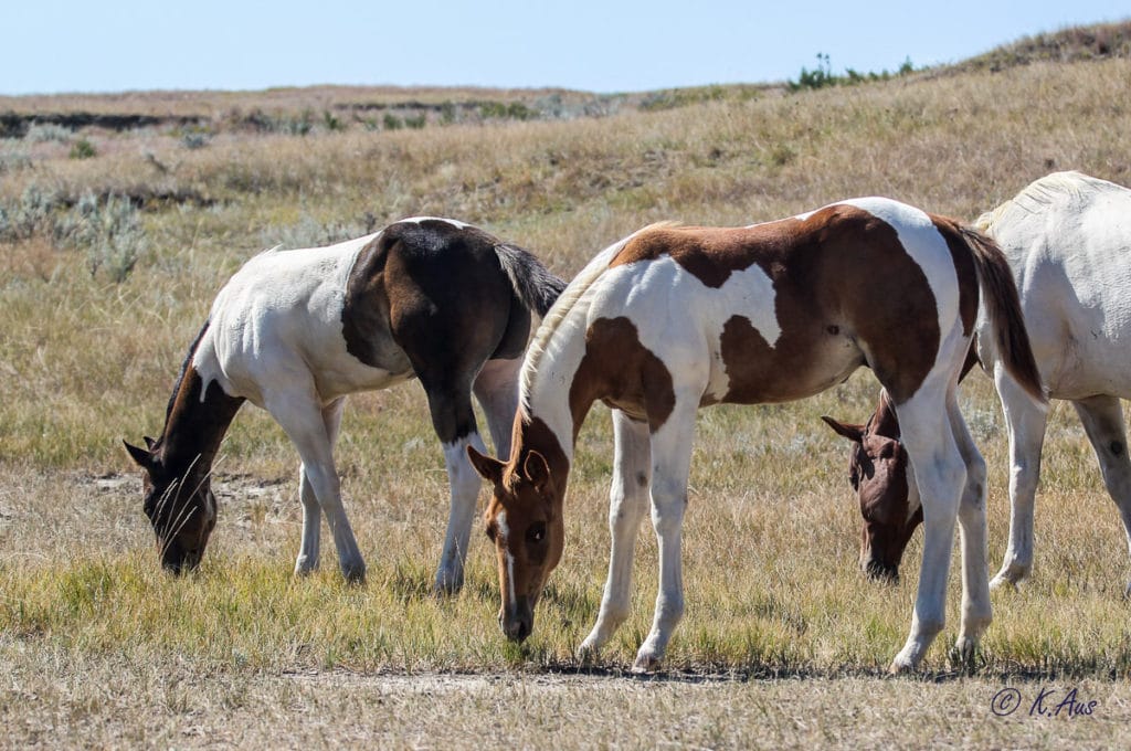 Paint barrel horse prospects for sale.